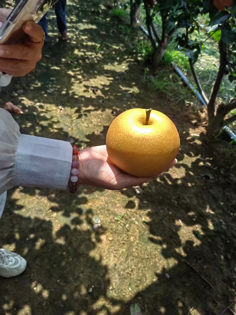 梨/秋月梨/广西百色靖西市秋月梨种植基地大量上货对接全国