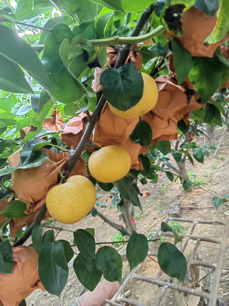 梨/秋月梨/广西百色靖西市秋月梨种植基地大量上货对接全国