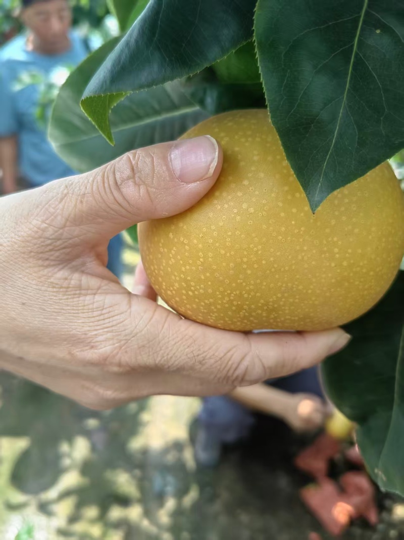 梨/秋月梨/广西百色靖西市秋月梨种植基地大量上货对接全国