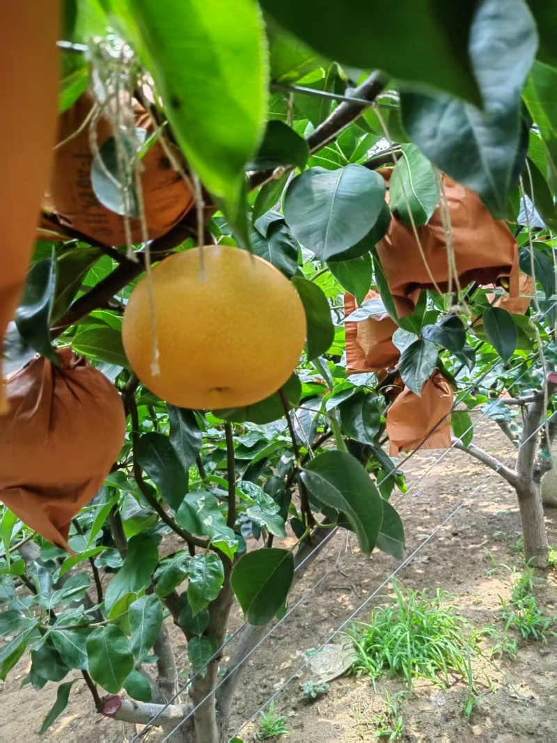 梨/秋月梨/广西百色靖西市秋月梨种植基地大量上货对接全国