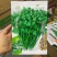 香菜种子耐热耐寒四季可播种南北方均可种植