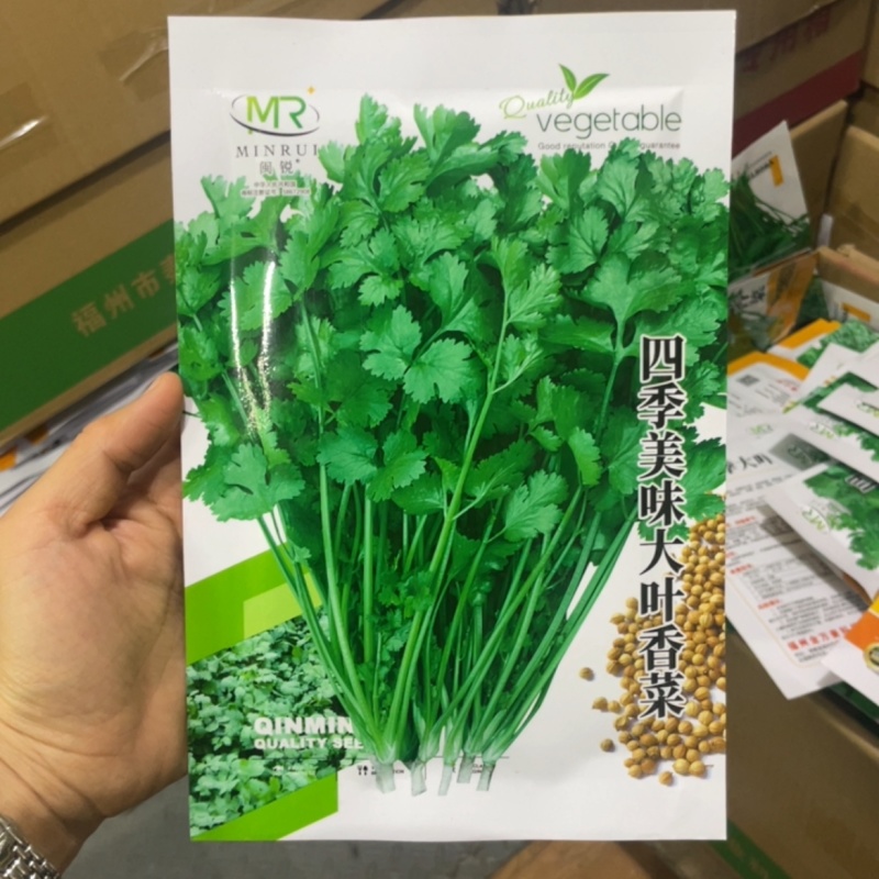 香菜种子耐热耐寒四季可播种南北方均可种植
