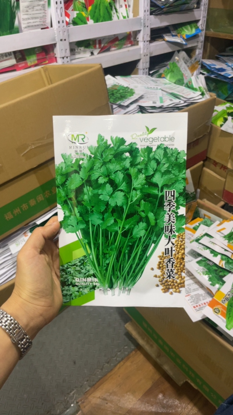 香菜种子耐热耐寒四季可播种南北方均可种植