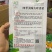 香菜种子耐热耐寒四季可播种南北方均可种植