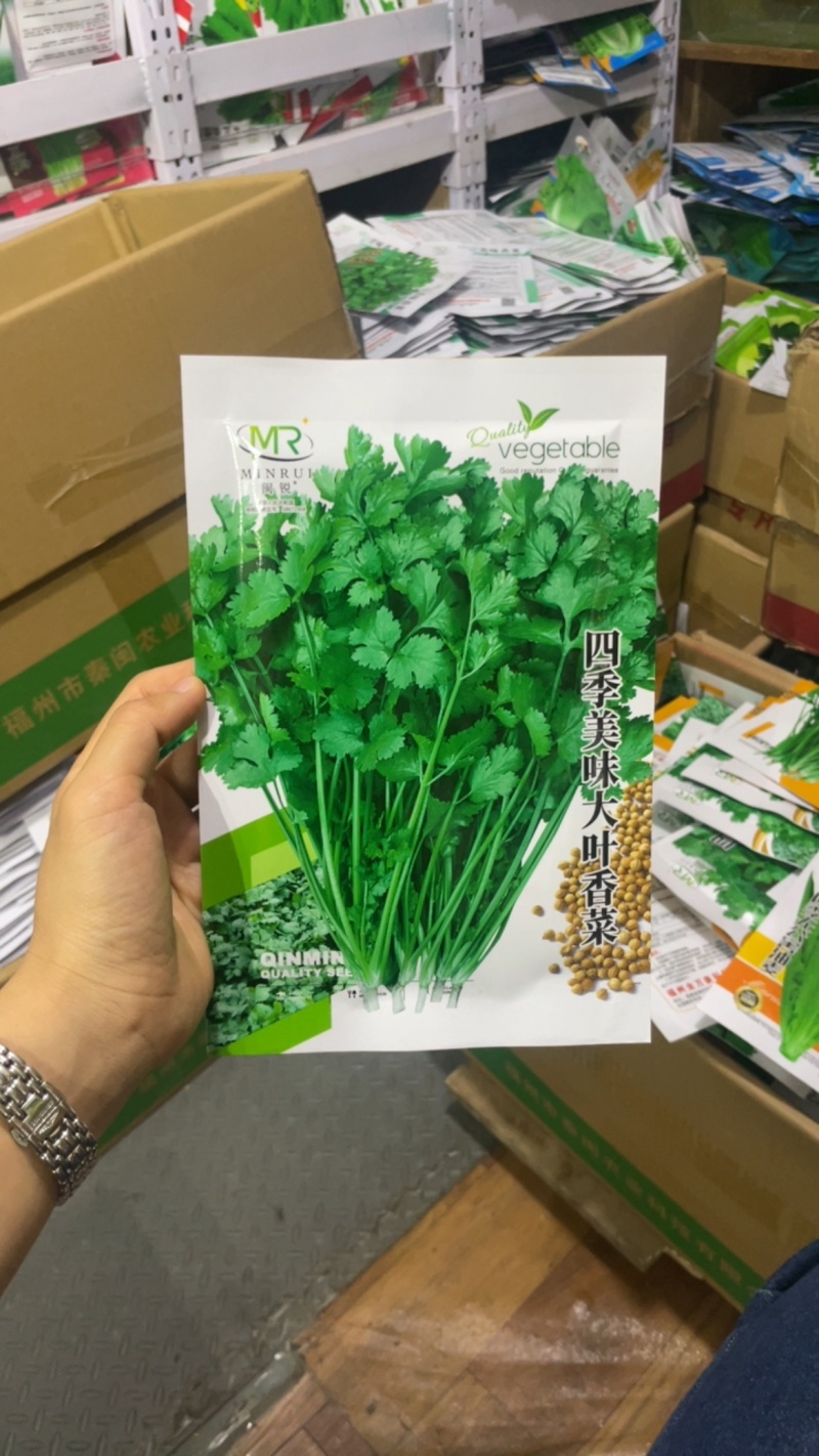 香菜种子耐热耐寒四季可播种南北方均可种植