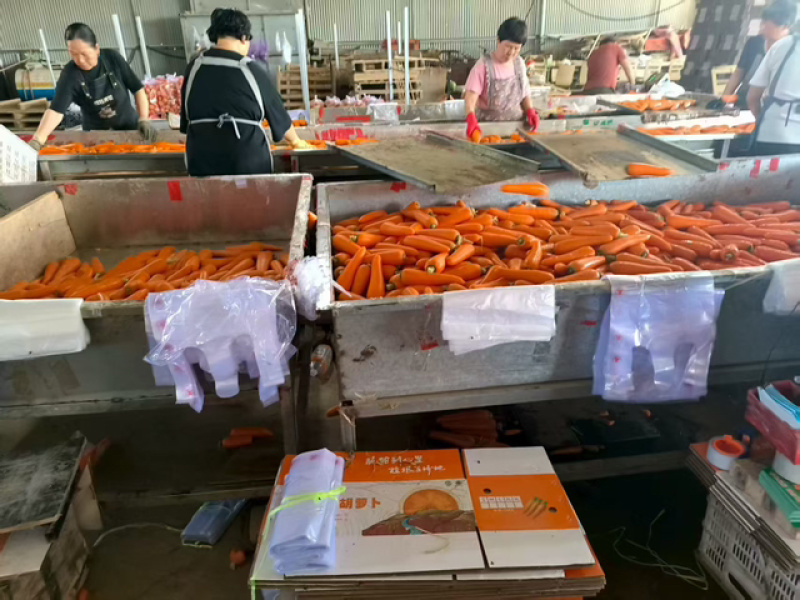 【产地发货】三红胡萝卜规格多样保证质量对接全国