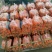【产地发货】三红胡萝卜规格多样保证质量对接全国