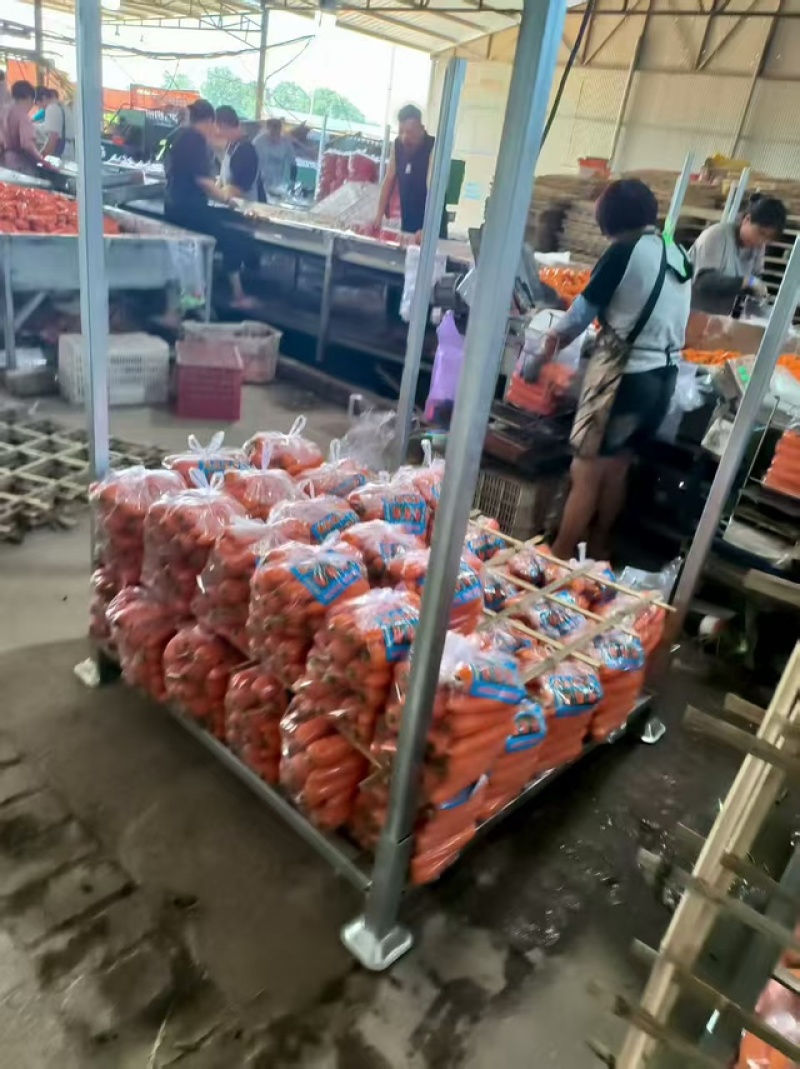 【产地发货】三红胡萝卜规格多样保证质量对接全国