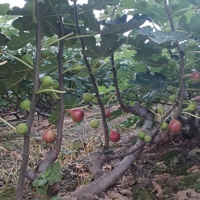 铜梁无花果果园转让