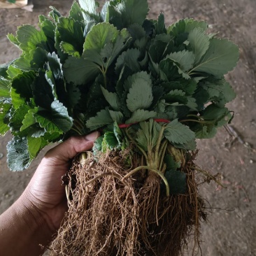 大叶宁玉草莓苗脱毒二代生产苗，联盟二号金刚草莓苗