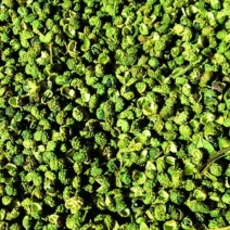 大凉山青花椒，又香又麻，产地直供货源充足