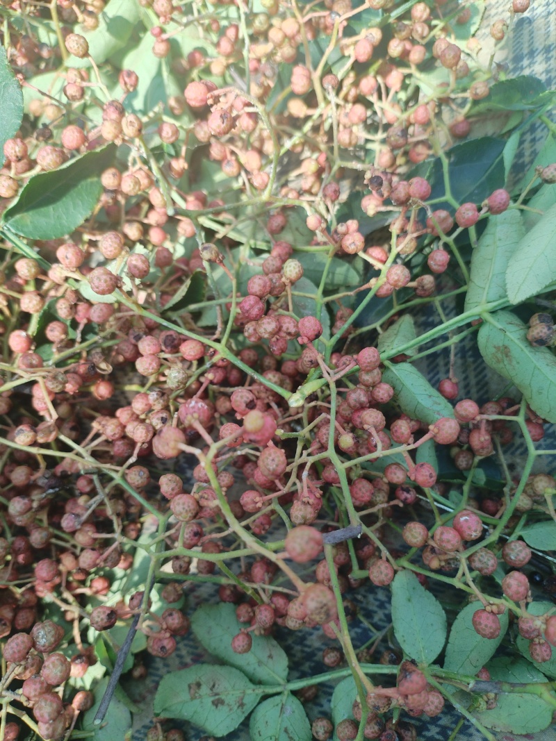 出售鲜花椒