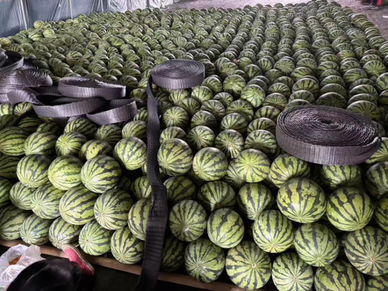 甘肃二茬麒麟西瓜大量上市中，一手货源视频看货，全国发货