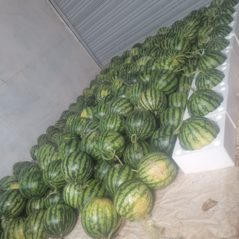 甘肃二茬麒麟西瓜大量上市中，一手货源视频看货，全国发货