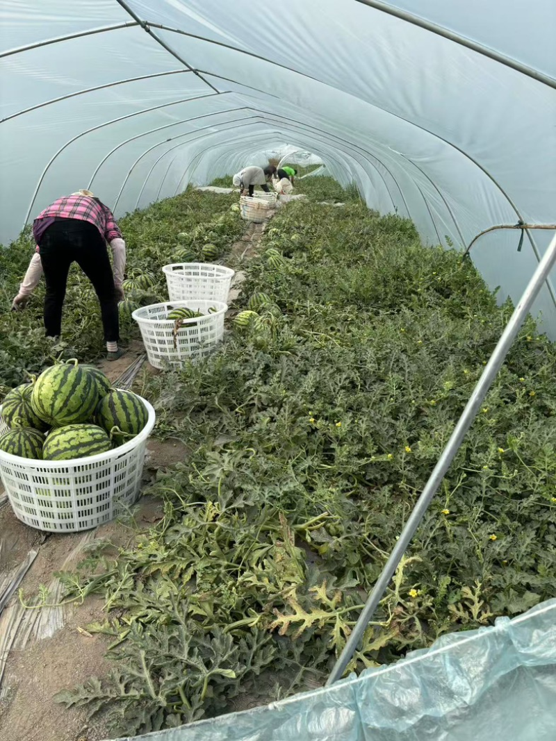 甘肃二茬麒麟西瓜大量上市中，一手货源视频看货，全国发货