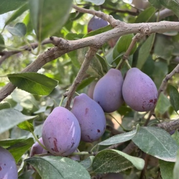 新疆喀什伽师西梅
