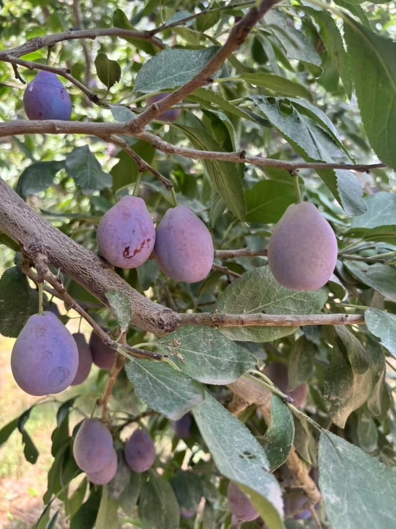 新疆喀什伽师西梅