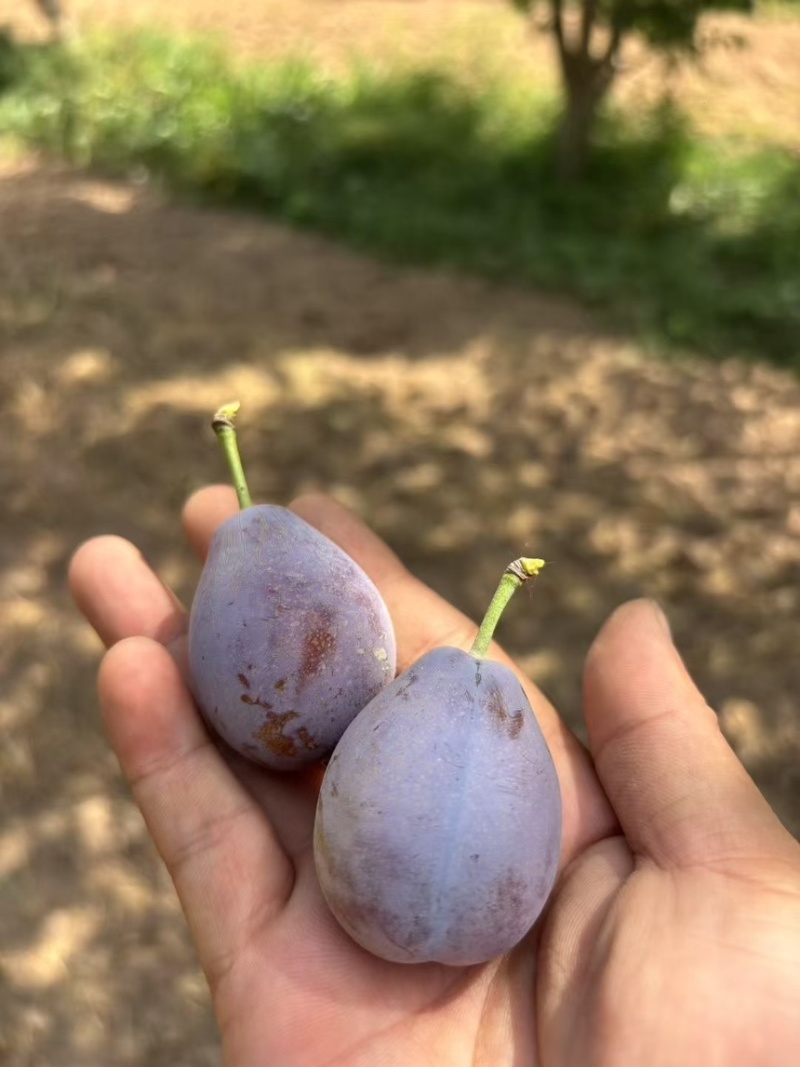 新疆喀什伽师西梅