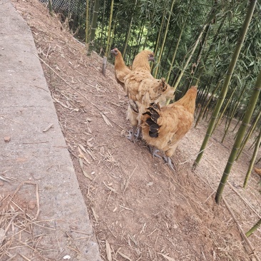 竹林生态散养土鸡