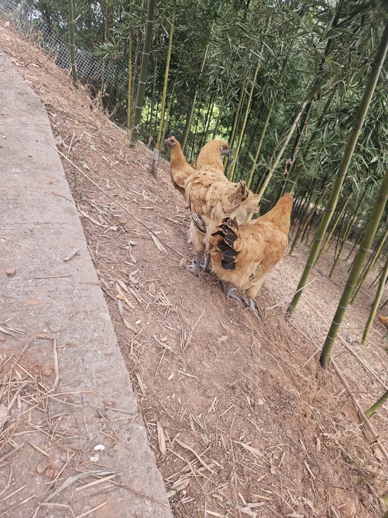 竹林生态散养土鸡