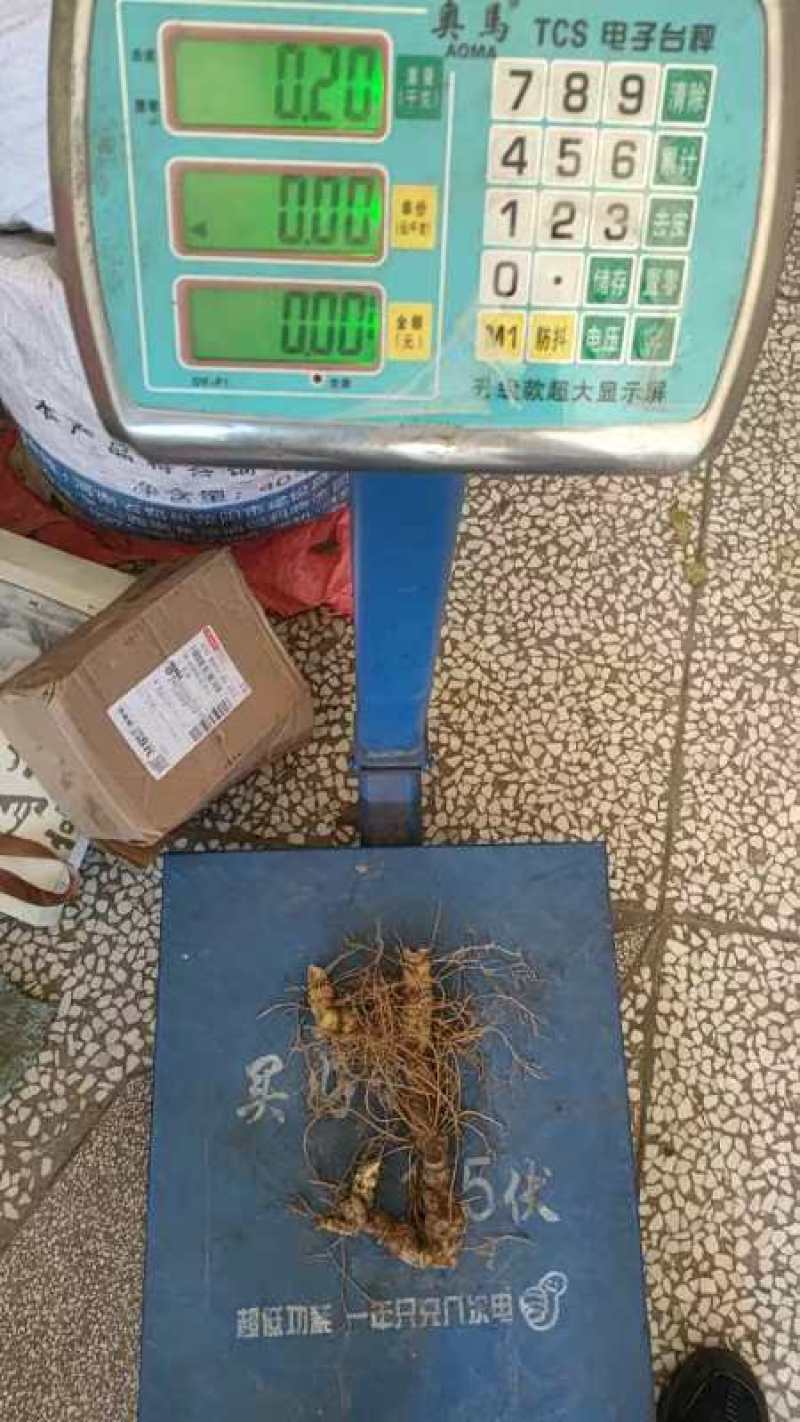 鲜黄精