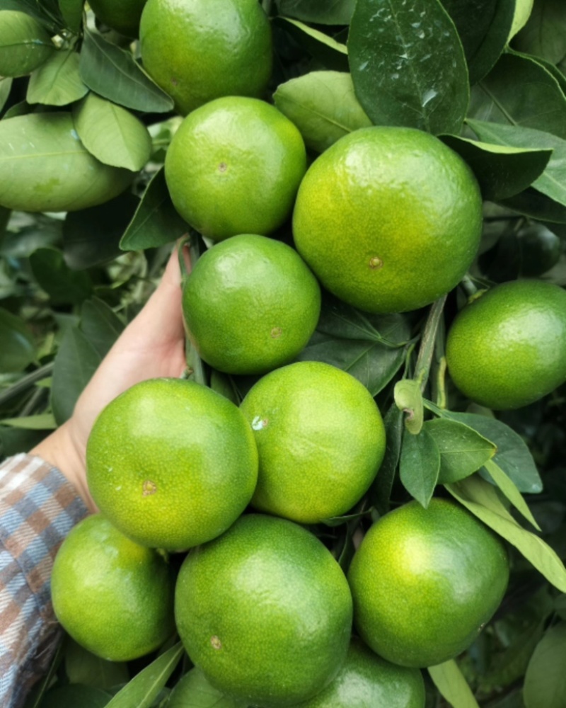 广西桂林特早蜜桔，大量供应货源充足，新鲜采摘量大