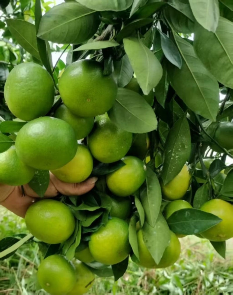 广西桂林特早蜜桔，大量供应货源充足，新鲜采摘量大