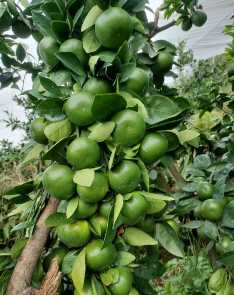 广西桂林特早蜜桔，大量供应货源充足，新鲜采摘量大