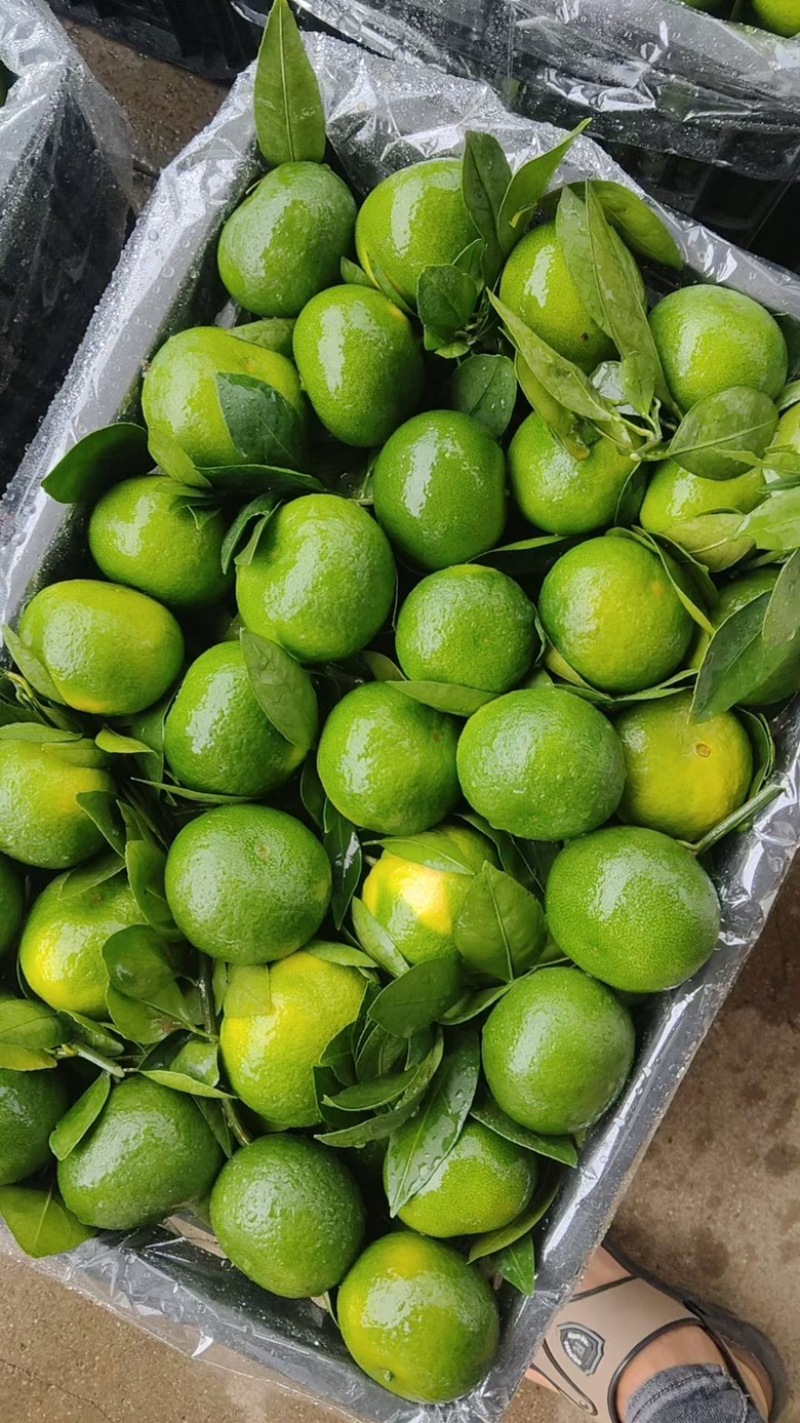 广西桂林特早蜜桔，大量供应货源充足，新鲜采摘量大