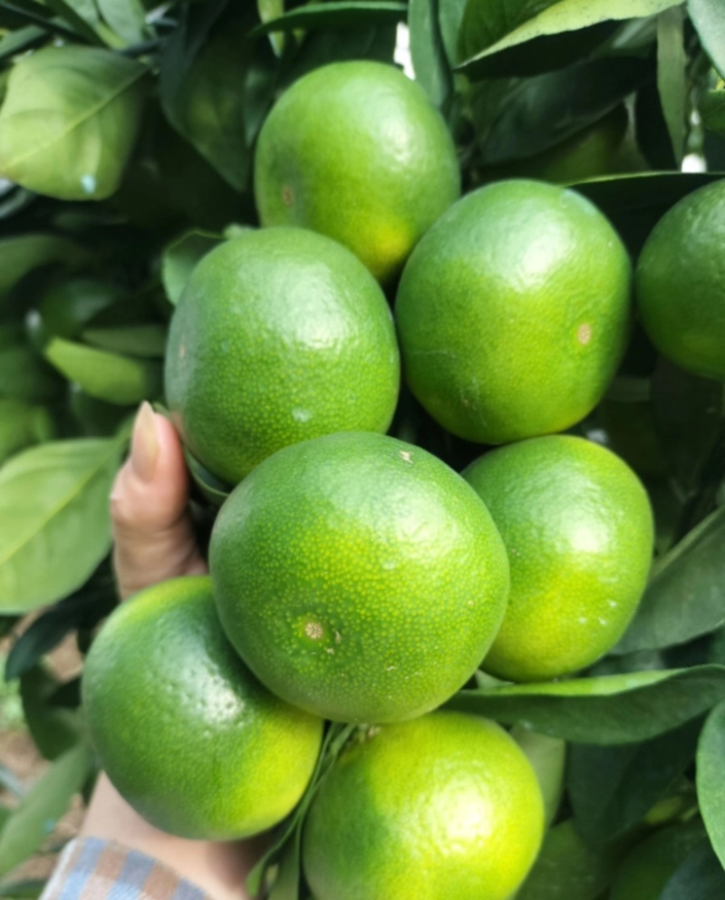 广西桂林特早蜜桔，大量供应货源充足，新鲜采摘量大