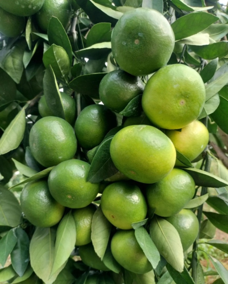 广西桂林特早蜜桔，大量供应货源充足，新鲜采摘量大