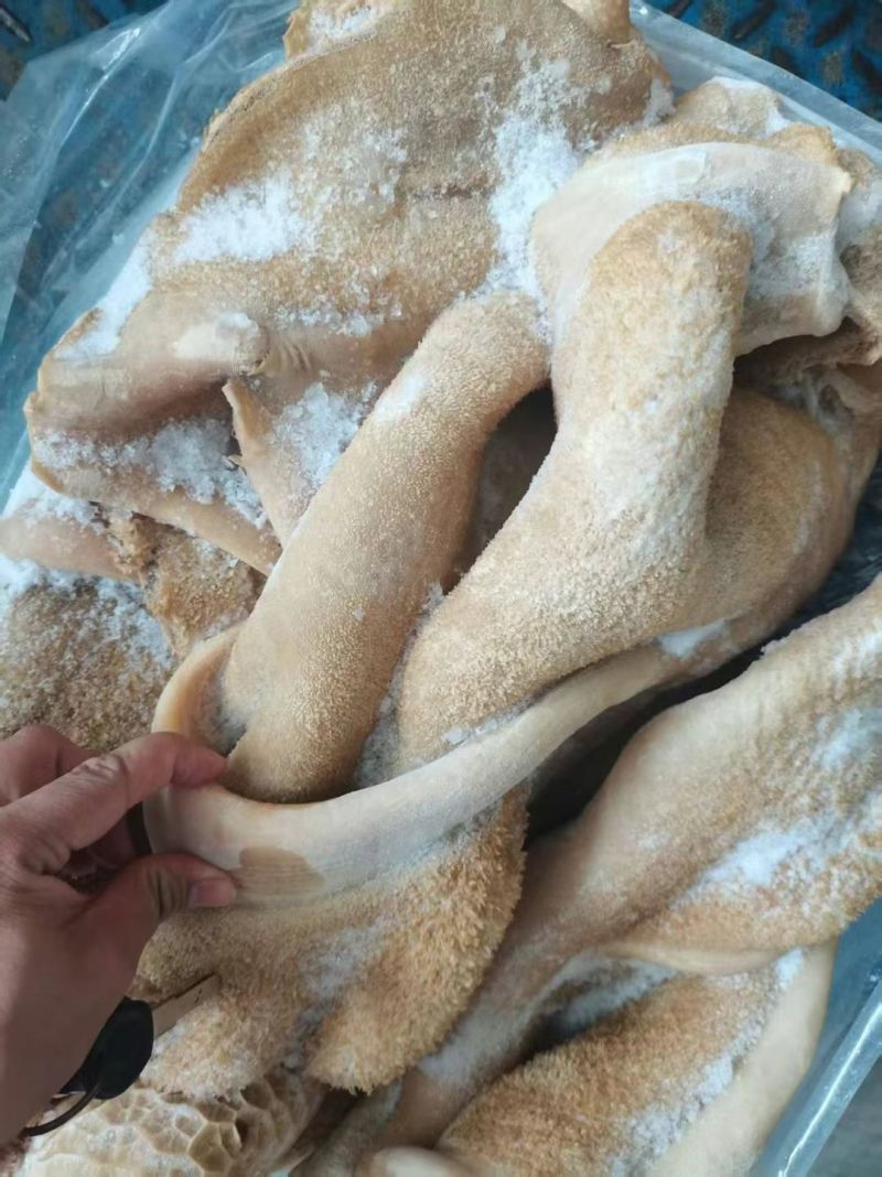 牛肚