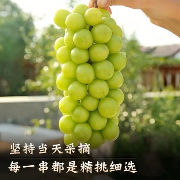 陕西阳光玫瑰葡萄，大量上市，品质保证，可全国发货