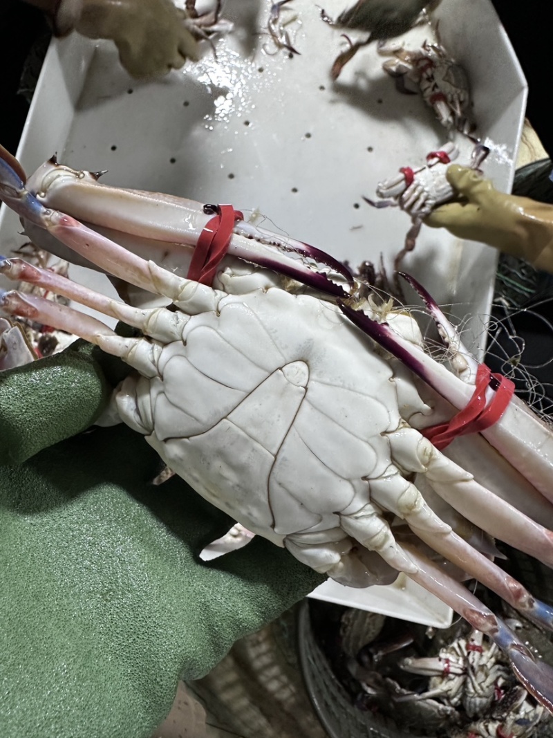 精品大公，中公蟹，精品花脐蟹，大母小母