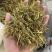 低价位茶叶梗子，黄金芽，龙井，香茶等一些茶叶梗子