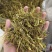 低价位茶叶梗子，黄金芽，龙井，香茶等一些茶叶梗子