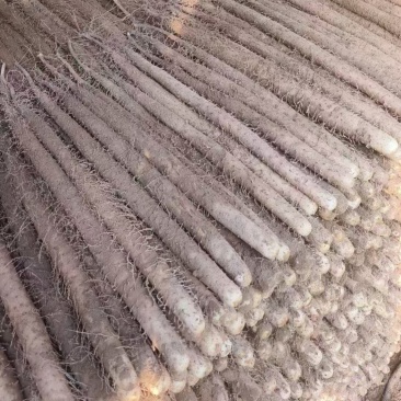 安阳麻山药，产地直发，现挖现发，大量有货，规格齐全