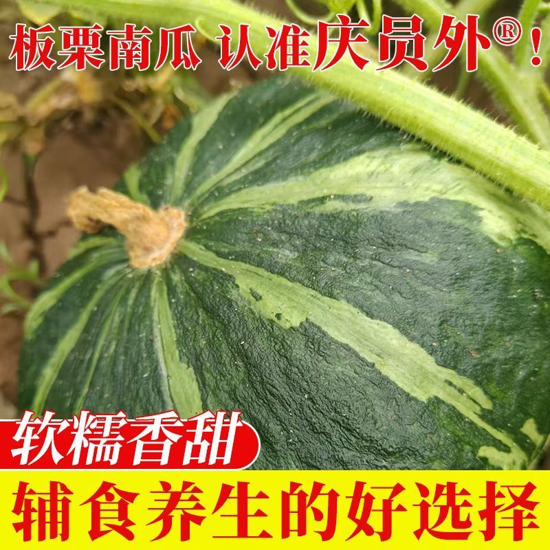 板栗贝贝南瓜春秋四季绿面瓜板栗味粉糯香甜栗