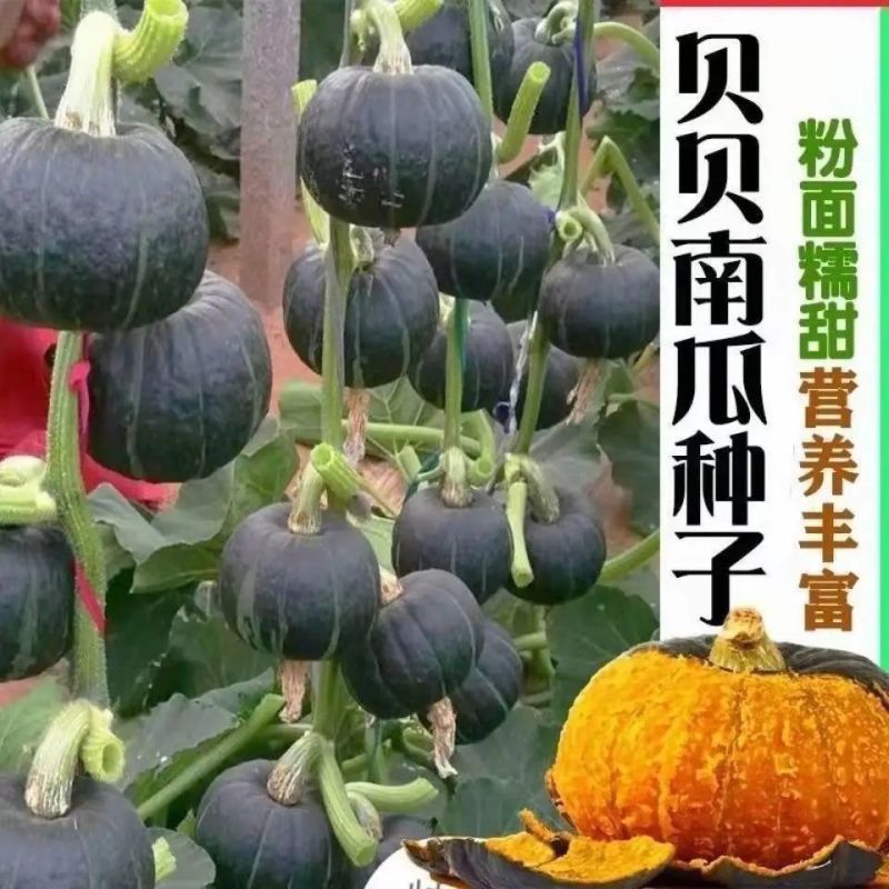 板栗贝贝南瓜春秋四季绿面瓜板栗味粉糯香甜栗