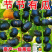 板栗贝贝南瓜春秋四季绿面瓜板栗味粉糯香甜栗