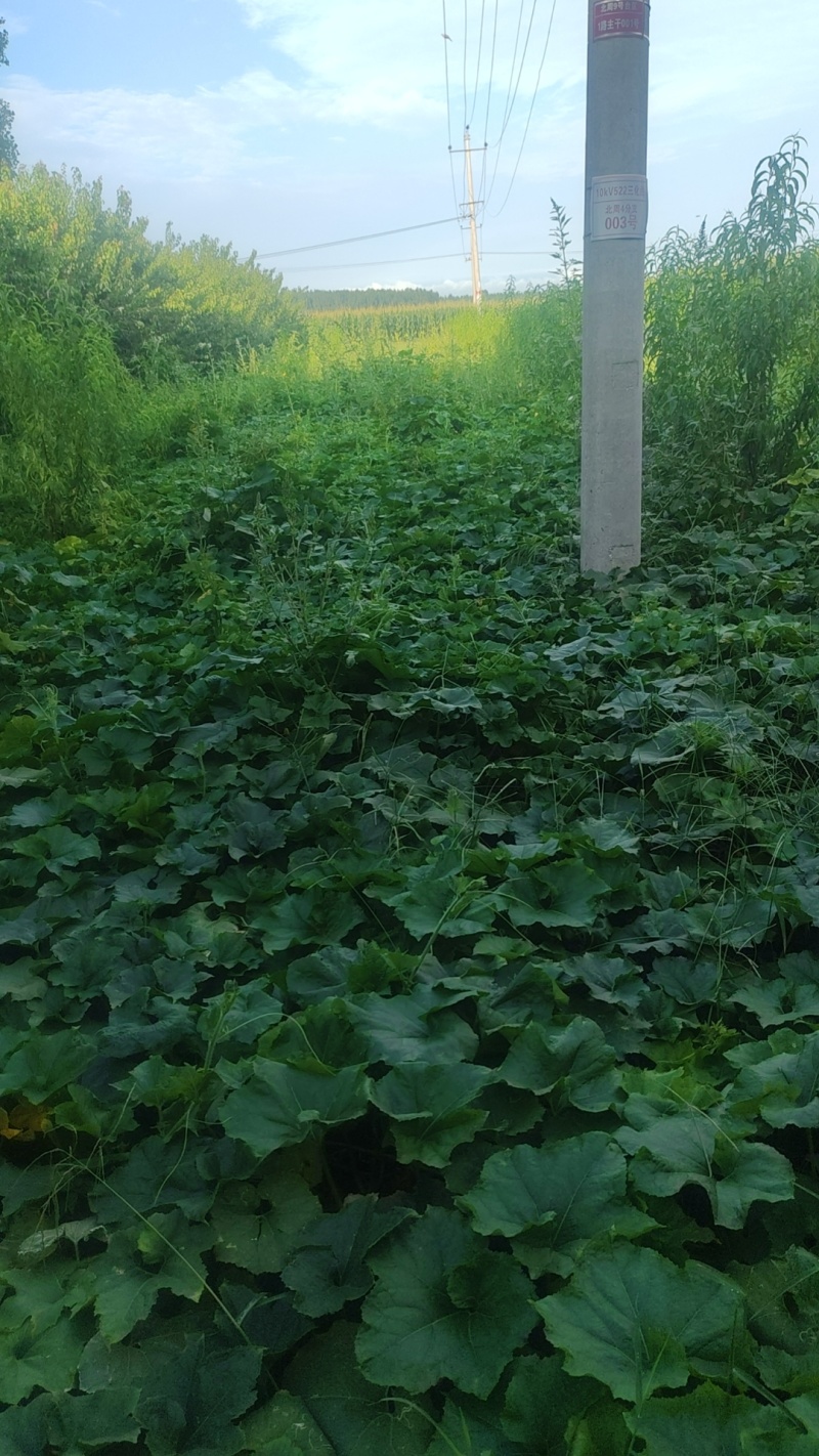 黑皮大冬瓜上市