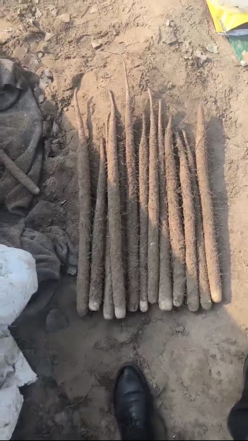 安阳麻山药，产地直发，现挖现发，大量有货，规格齐全