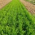 寿光韭菜苔大量出售，质量好价格稳定，新鲜上市。欢迎客户合作