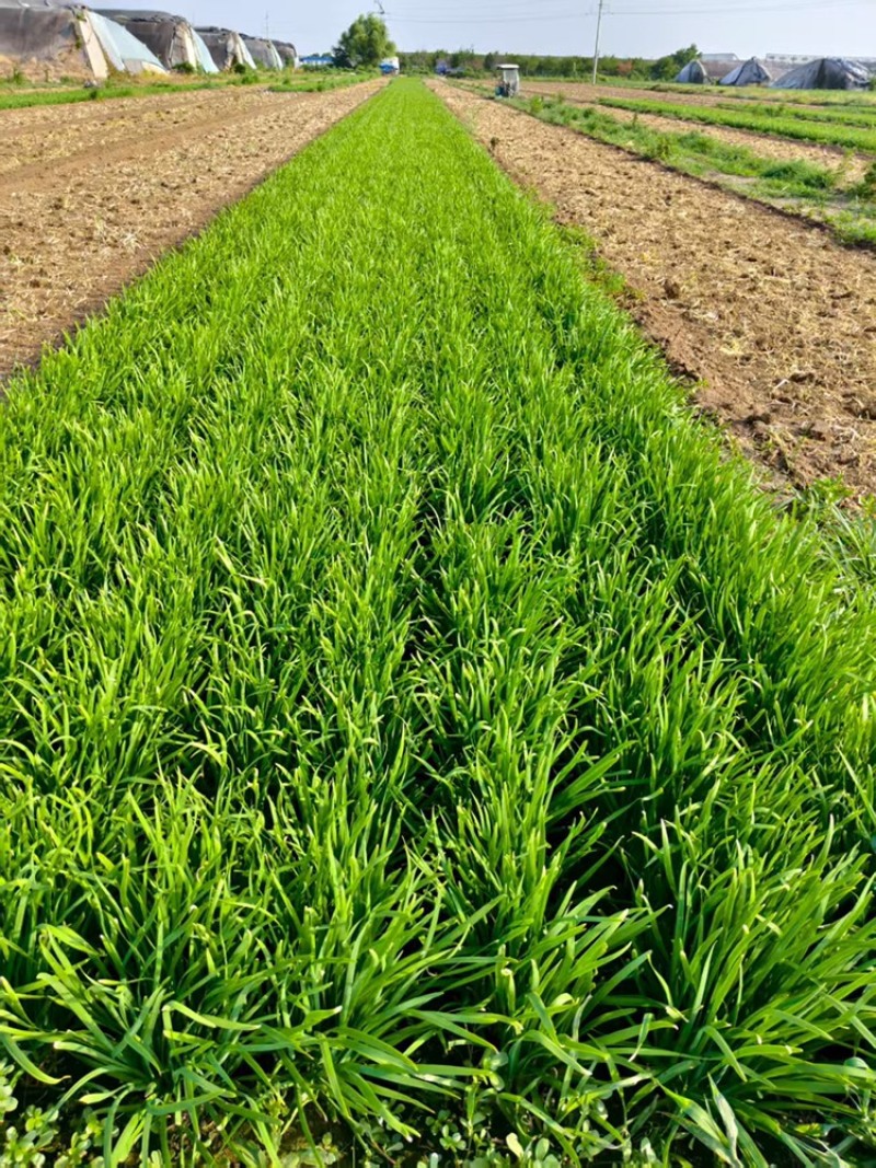 寿光韭菜苔大量出售，质量好价格稳定，新鲜上市。欢迎客户合作