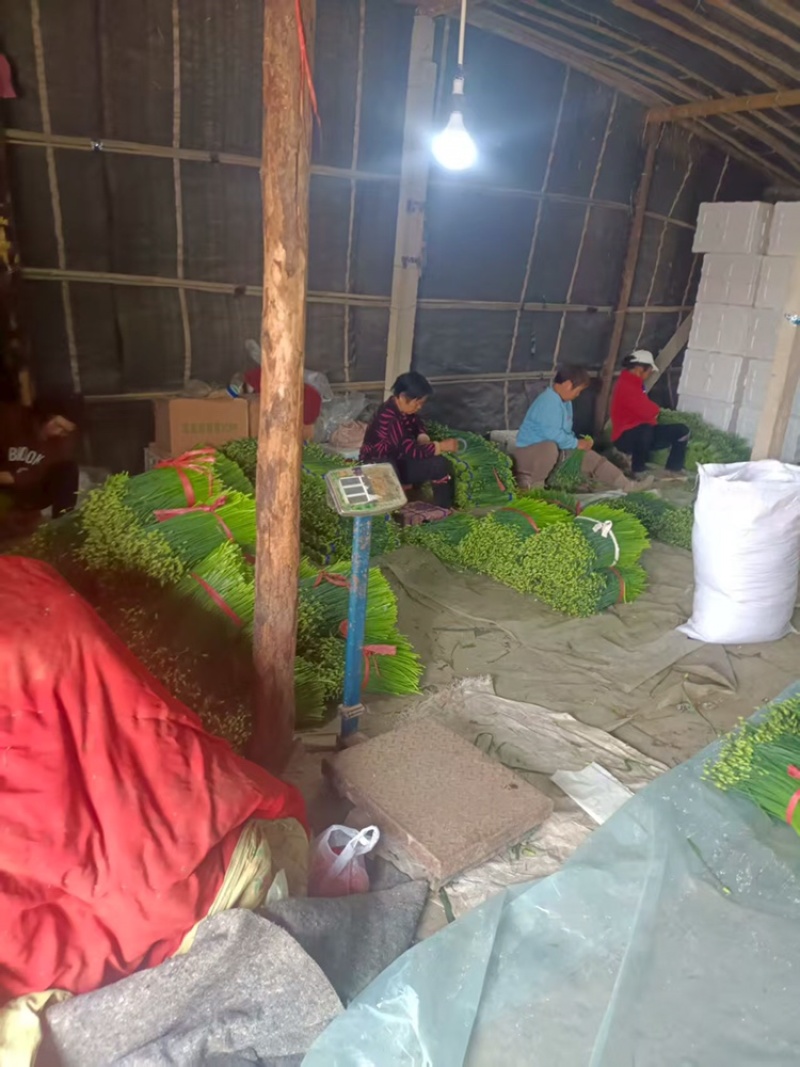 寿光韭菜苔大量出售，质量好价格稳定，新鲜上市。欢迎客户合作