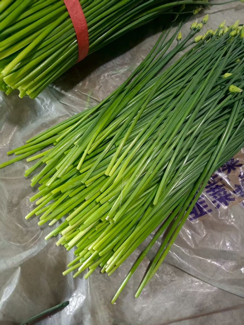寿光韭菜苔大量出售，质量好价格稳定，新鲜上市。欢迎客户合作