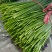 寿光韭菜苔大量出售，质量好价格稳定，新鲜上市。欢迎客户合作