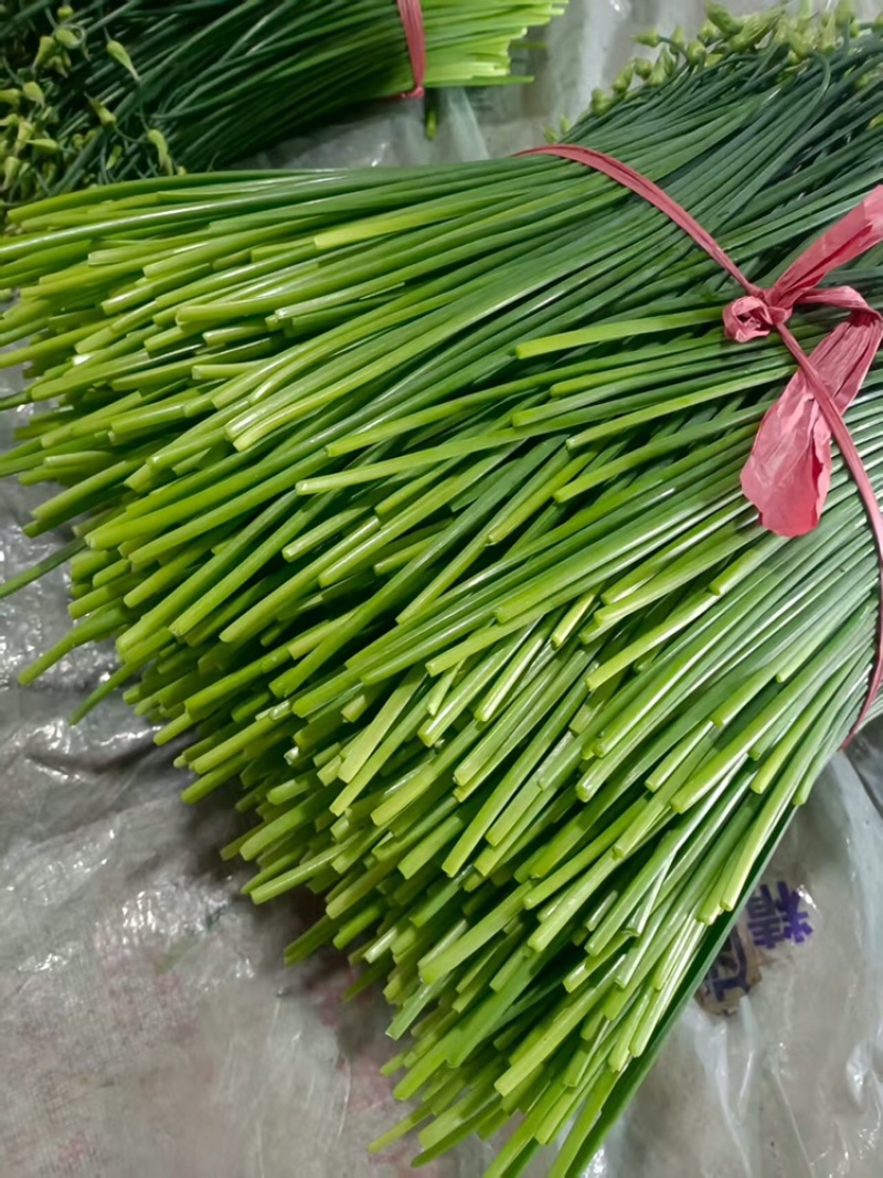 寿光韭菜苔大量出售，质量好价格稳定，新鲜上市。欢迎客户合作