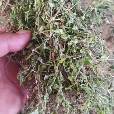 产地直发黄毛耳草