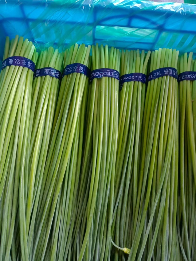 寿光韭菜苔大量出售，质量好价格稳定，新鲜上市。欢迎客户合作